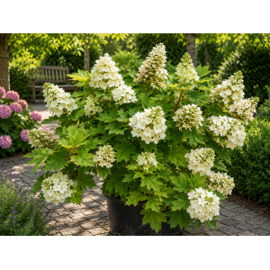 Hortenzia dubolistá (Hydrangea quercifolia) 'ALICE' - výška 20-30 cm, kont. C2L
